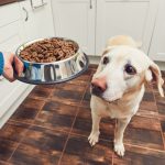 THINGS TO CONSIDER WHEN FEEDING WET DOG FOOD
